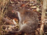 Featherdale Wildlife Park &ndash; &copy; Juliane Voigt (Eberhardt TRAVEL)