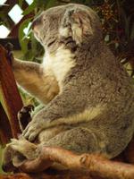 Featherdale Wildlife Park &ndash; &copy; Juliane Voigt (Eberhardt TRAVEL)