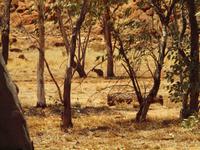 Alice Springs &ndash; &copy; Juliane Voigt (Eberhardt TRAVEL)