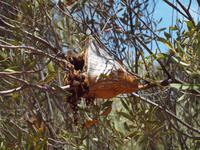 Alice Springs &ndash; &copy; Juliane Voigt (Eberhardt TRAVEL)