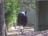Cassowary &ndash; &copy; Philipp Schmitz (Eberhardt TRAVEL)