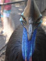 Cassowary &ndash; &copy; Philipp Schmitz (Eberhardt TRAVEL)