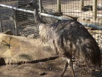 Emu &ndash; &copy; Philipp Schmitz (Eberhardt TRAVEL)
