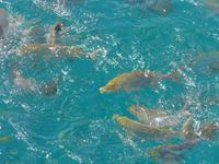Fischfütterung &ndash; &copy; Philipp Schmitz (Eberhardt TRAVEL)