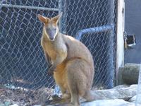 Kangeroo &ndash; &copy; Philipp Schmitz (Eberhardt TRAVEL)