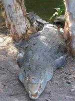 Krokodil &ndash; &copy; Philipp Schmitz (Eberhardt TRAVEL)