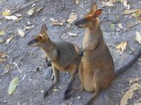Kangeroo &ndash; &copy; Philipp Schmitz (Eberhardt TRAVEL)