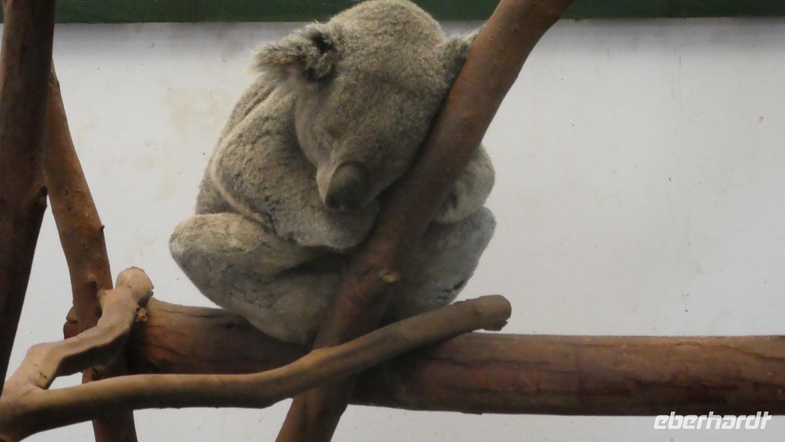 Sydney Wildlife Park Koala &ndash; &copy; Stefanie Knisse (Eberhardt TRAVEL)