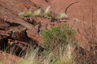 Ayers Rock &ndash; &copy; Stefanie Knisse (Eberhardt TRAVEL)