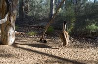 Alice Springs &ndash; &copy; Stefanie Knisse (Eberhardt TRAVEL)