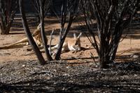 Alice Springs &ndash; &copy; Stefanie Knisse (Eberhardt TRAVEL)