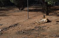 Alice Springs &ndash; &copy; Stefanie Knisse (Eberhardt TRAVEL)