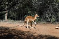 Alice Springs &ndash; &copy; Stefanie Knisse (Eberhardt TRAVEL)