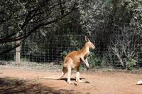 Alice Springs &ndash; &copy; Stefanie Knisse (Eberhardt TRAVEL)