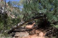 Alice Springs &ndash; &copy; Stefanie Knisse (Eberhardt TRAVEL)
