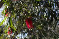 Alice Springs &ndash; &copy; Stefanie Knisse (Eberhardt TRAVEL)