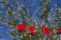 Alice Springs &ndash; &copy; Stefanie Knisse (Eberhardt TRAVEL)