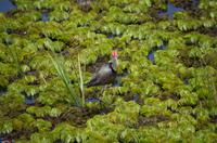 Kakadu-Nationalpark & Arnhemland-Safari &ndash; &copy; Stefanie Knisse (Eberhardt TRAVEL)