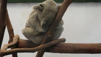 Sydney Wildlife Park Koala &ndash; &copy; Stefanie Knisse (Eberhardt TRAVEL)