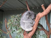 Featherdale Wildlife Park &ndash; &copy; Constanze Hölig (Eberhardt TRAVEL)