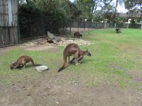 Featherdale Wildlife Park &ndash; &copy; Constanze Hölig (Eberhardt TRAVEL)