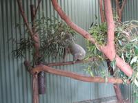 Featherdale Wildlife Park &ndash; &copy; Constanze Hölig (Eberhardt TRAVEL)