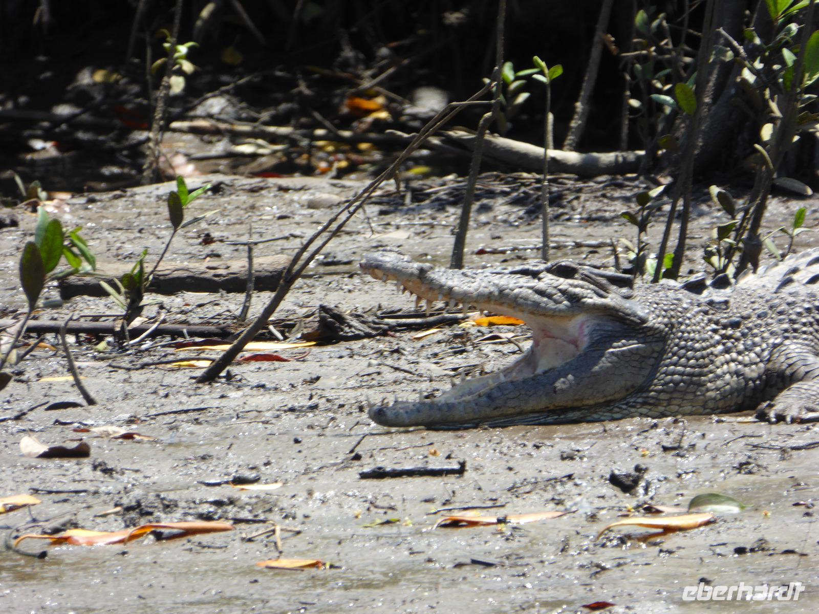 Krokodil &ndash; &copy; Sabine Letzybyll (Eberhardt TRAVEL)