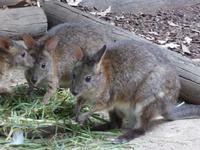 Wildlife Park &ndash; &copy; Sabine Letzybyll (Eberhardt TRAVEL)