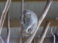 Koala &ndash; &copy; Sabine Letzybyll (Eberhardt TRAVEL)
