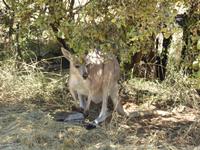 Känguru &ndash; &copy; Sabine Letzybyll (Eberhardt TRAVEL)