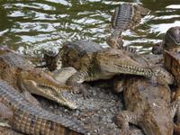 Krokodile &ndash; &copy; Sabine Letzybyll (Eberhardt TRAVEL)