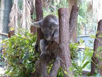 Koala &ndash; &copy; Sabine Letzybyll (Eberhardt TRAVEL)