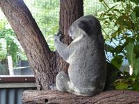 Koala &ndash; &copy; Sabine Letzybyll (Eberhardt TRAVEL)