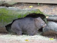 Wombat &ndash; &copy; Sabine Letzybyll (Eberhardt TRAVEL)