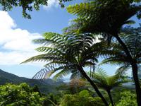 Regenwald &ndash; &copy; Sabine Letzybyll (Eberhardt TRAVEL)