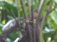 Spinne &ndash; &copy; Sabine Letzybyll (Eberhardt TRAVEL)