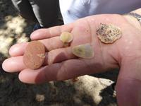 Muscheln &ndash; &copy; Sabine Letzybyll (Eberhardt TRAVEL)