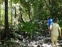Regenwald &ndash; &copy; Sabine Letzybyll (Eberhardt TRAVEL)