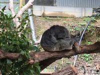 Koala &ndash; &copy; Sabine Letzybyll (Eberhardt TRAVEL)