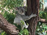 Koala &ndash; &copy; Sabine Letzybyll (Eberhardt TRAVEL)