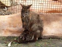 Featherdale Wildlife Park &ndash; &copy; Juliane Voigt (Eberhardt TRAVEL)