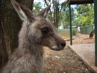 Featherdale Wildlife Park &ndash; &copy; Juliane Voigt (Eberhardt TRAVEL)