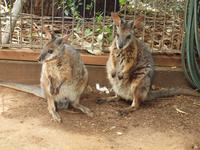 Featherdale Wildlife Park &ndash; &copy; Juliane Voigt (Eberhardt TRAVEL)