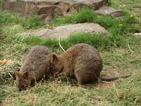 Featherdale Wildlife Park &ndash; &copy; Juliane Voigt (Eberhardt TRAVEL)