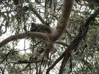 Great Ocean Road &ndash; &copy; Juliane Voigt (Eberhardt TRAVEL)