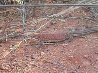 im Outback &ndash; &copy; Juliane Voigt (Eberhardt TRAVEL)