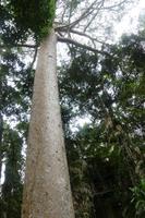 Kauri-Baum &ndash; &copy; Frank Nimschowski (Eberhardt TRAVEL)