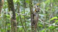 Walddrachen &ndash; &copy; Frank Nimschowski (Eberhardt TRAVEL)