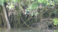 Azurfischer (Azure Kingfisher) &ndash; &copy; Frank Nimschowski (Eberhardt TRAVEL)