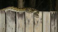 Python &ndash; &copy; Frank Nimschowski (Eberhardt TRAVEL)
